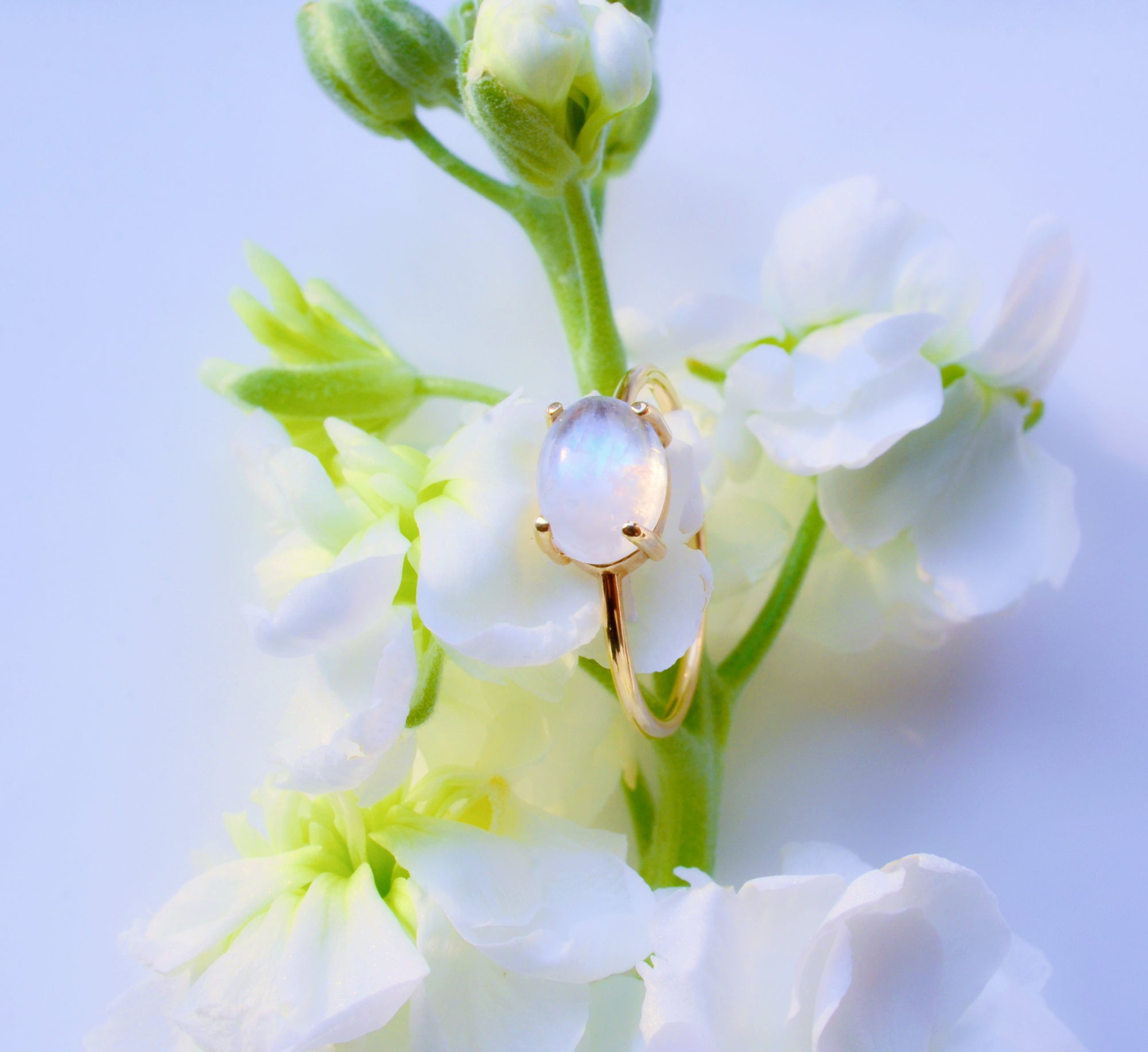How To Care For Your Moonstones